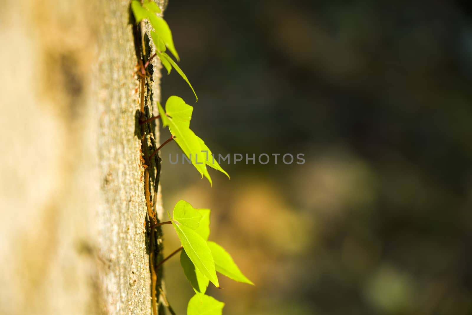 Ivy plant on the tree, nature background, shadows and lights