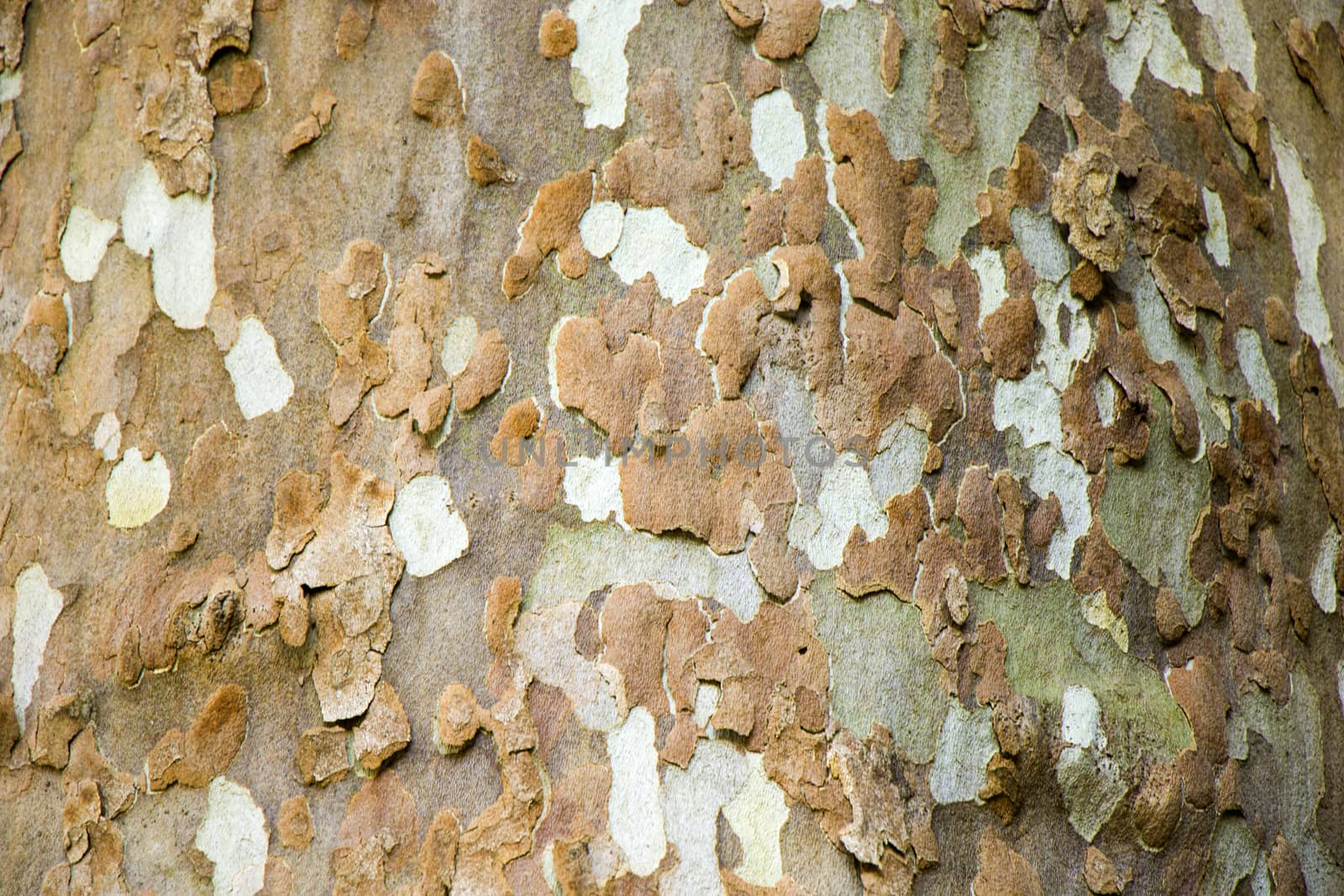 Plane tree close-up background, texture and pattern