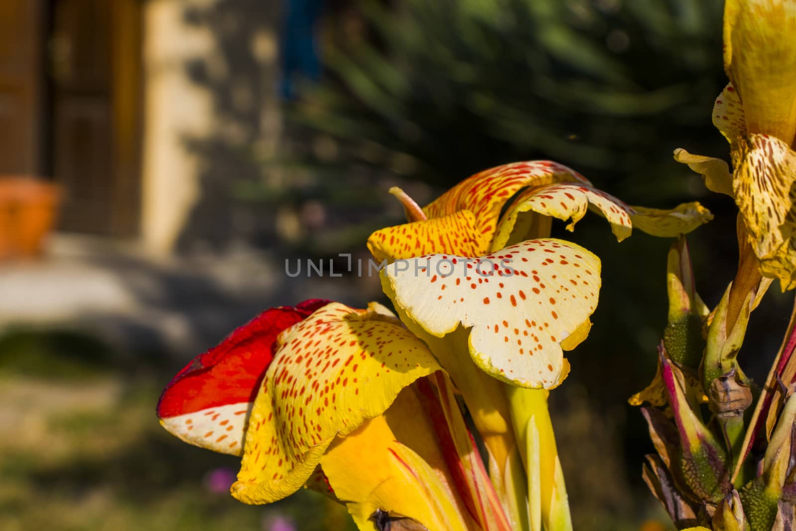 Decorative palm tree flower, colorful flower head macro