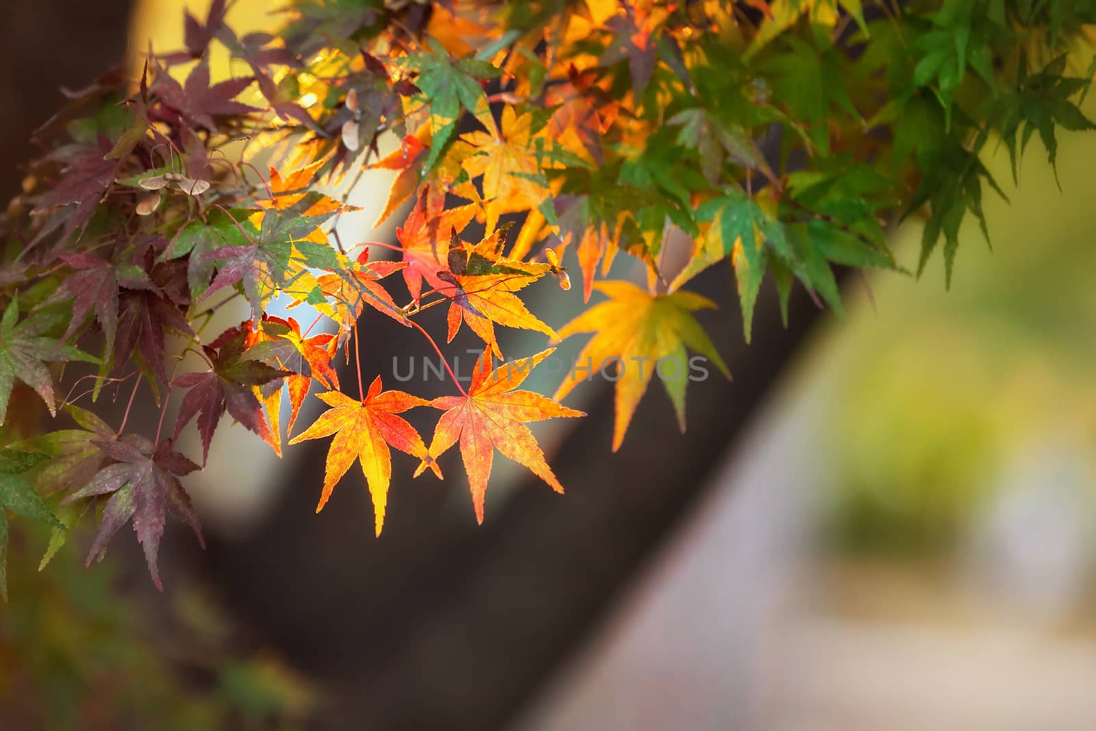 Colorful japanese maple (Acer palmatum) leaves during momiji season at Kinkakuji garden, Kyoto, Japan