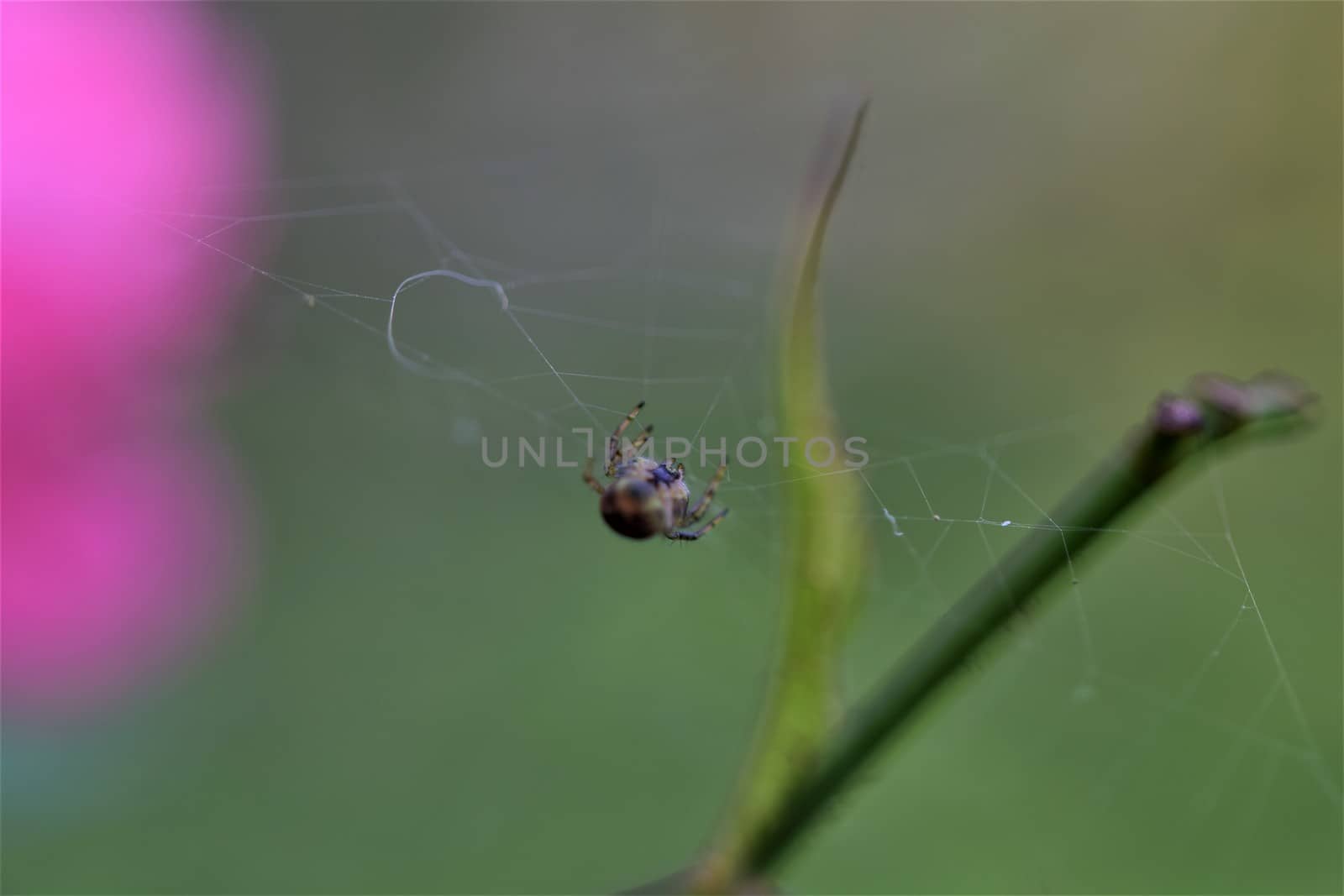 Spider in her spider web against a pink and green blurred background