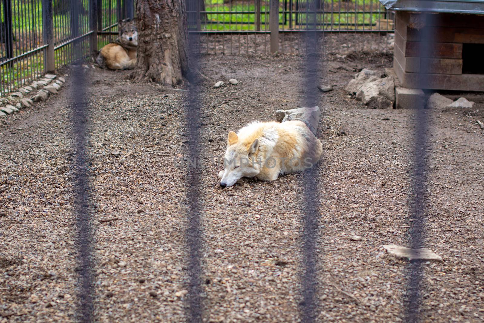 An adult white or polar wolf sleeps in the daytime behind bars. A wolf in a large cage with bars.