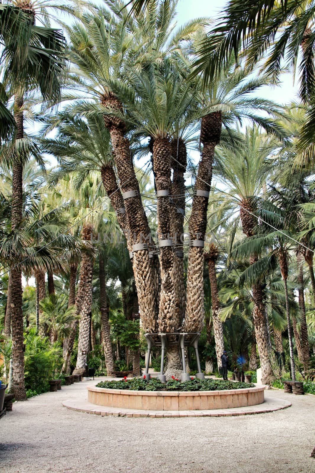 Elche, Alicante, Spain- February 14, 2019: Colossal eight-arm palm tree in Elche, Spain.