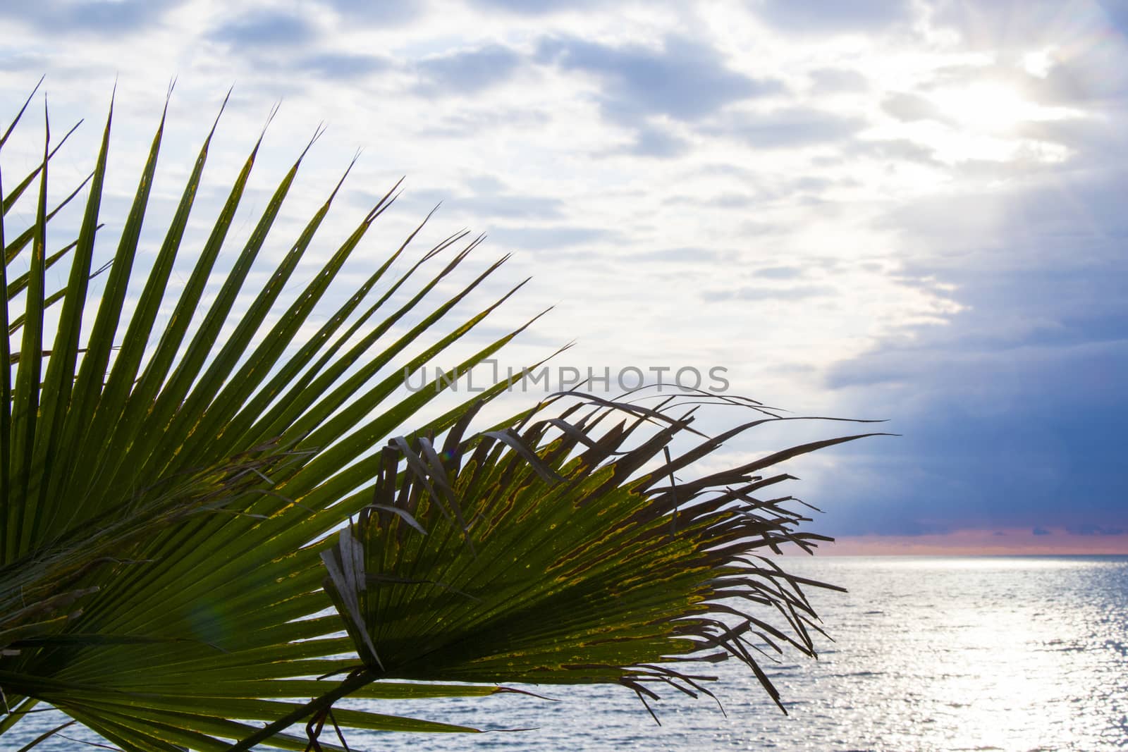 Palm tree leaves background, beach, sea and leaf of the palm tree. Sky and clouds. by Taidundua