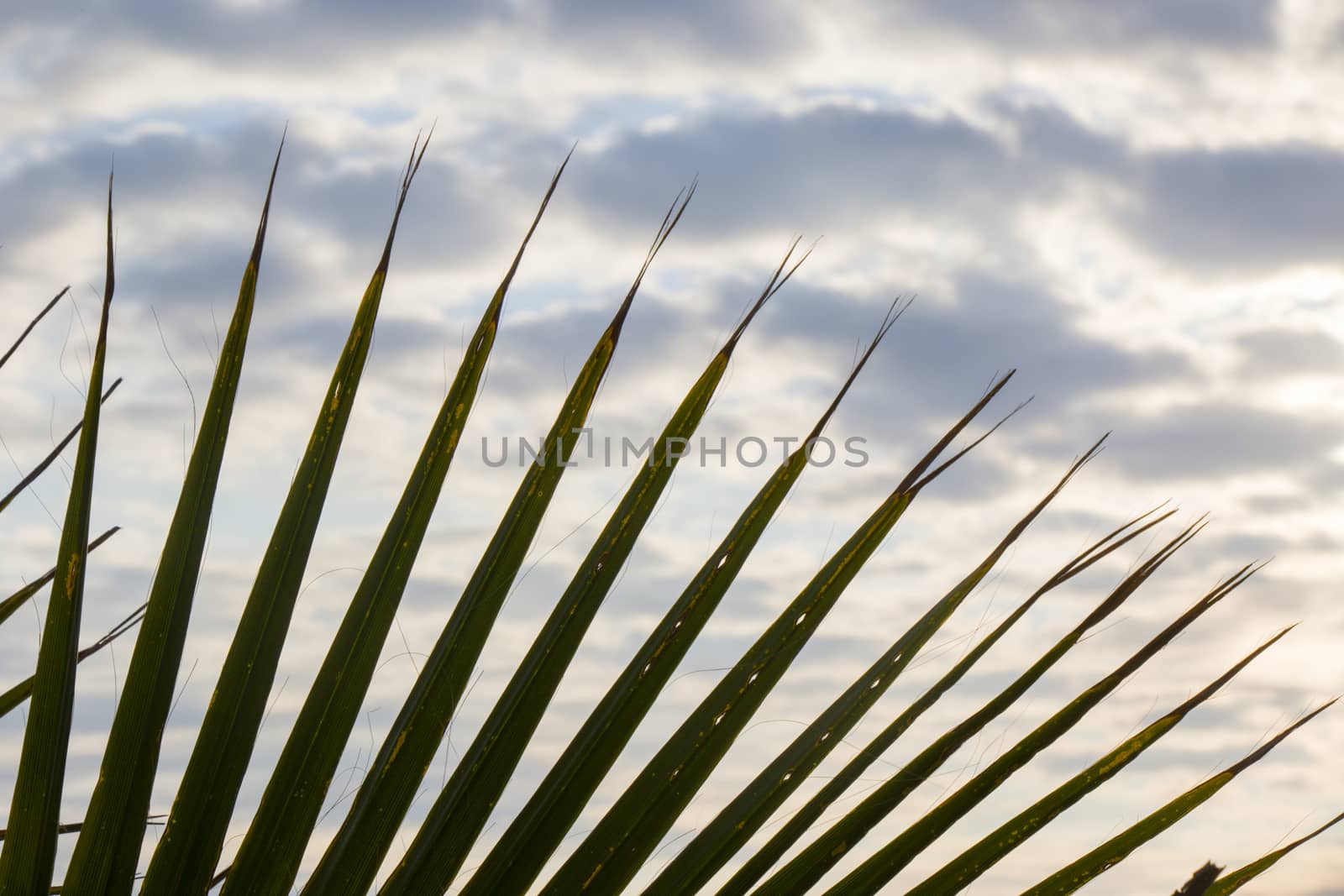 Palm tree leaves background, beach, sea and leaf of the palm tree. Batumi, Georgia.