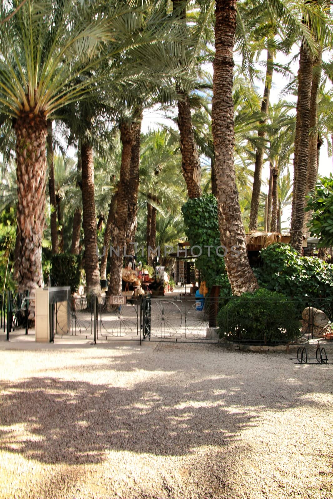 Elche, Alicante, Spain- February 14, 2019: Green vegetation in Huerto del Cura botanical garden in Elche, Spain. Sunny day of winter.