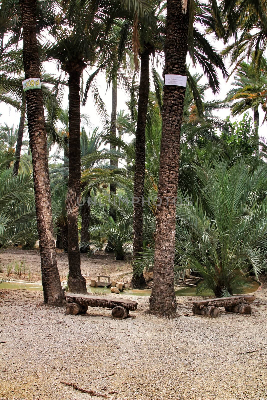 Elche, Alicante, Spain- 30 August, 2020: Path between palm trees in an orchard of Elche. World heritage.