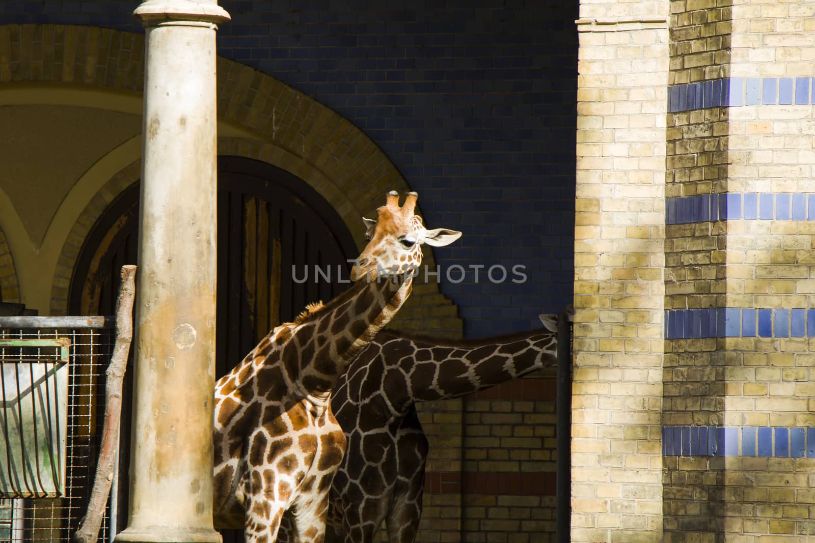 Giraffe portrait in Berlin zoo, Germany.