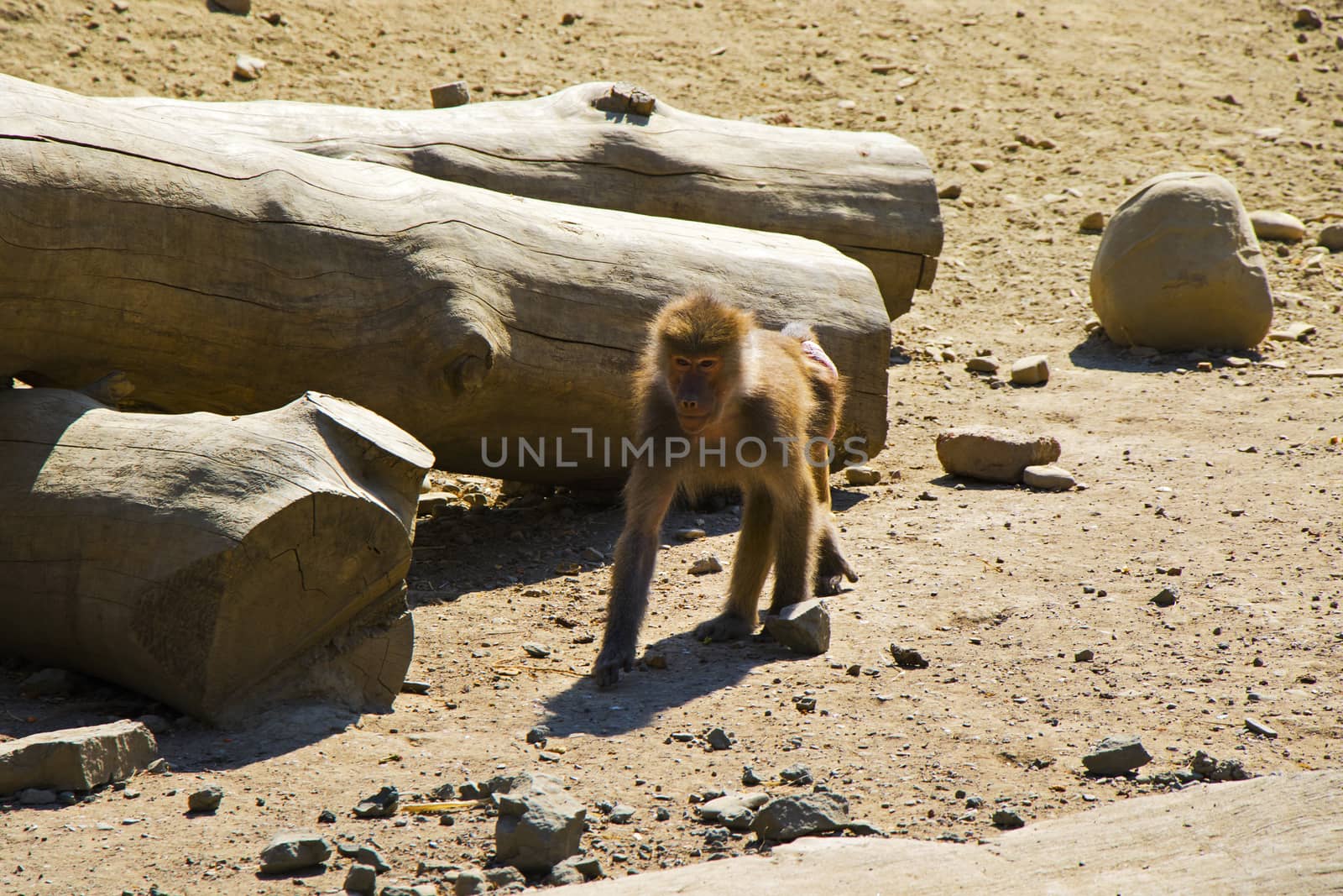 The macaques constitute a genus of gregarious Old World monkeys of the subfamily Cercopithecinae. Urban monkey macaque in Tbilisi Zoo. Georgia