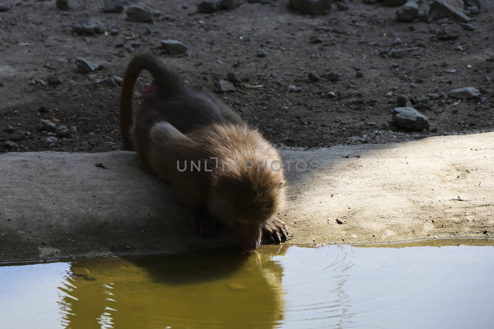 The macaques constitute a genus of gregarious Old World monkeys of the subfamily Cercopithecinae. Urban monkey macaque in Tbilisi Zoo. Georgia