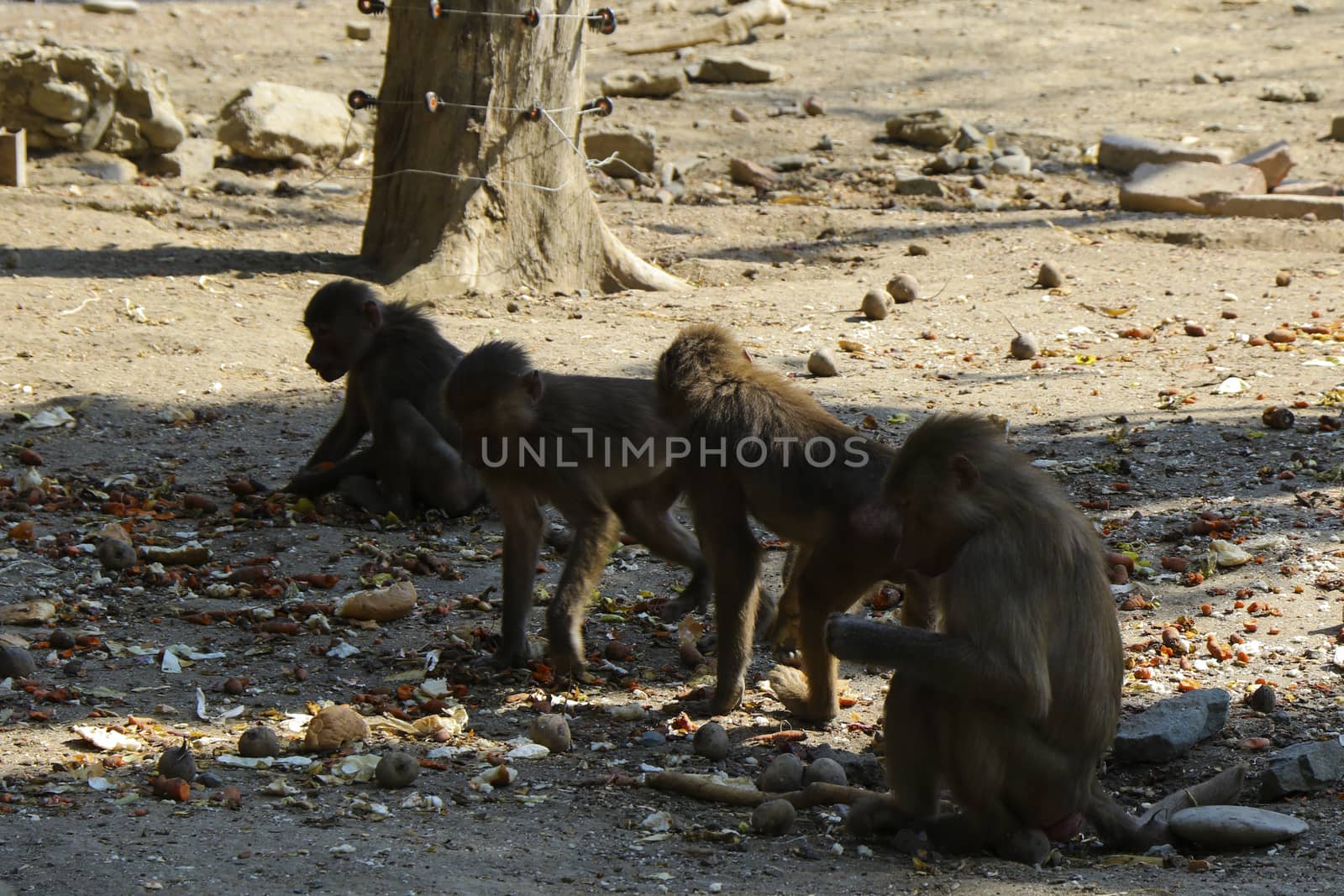 The macaques constitute a genus of gregarious Old World monkeys of the subfamily Cercopithecinae. Urban monkey macaque in Tbilisi Zoo. Georgia