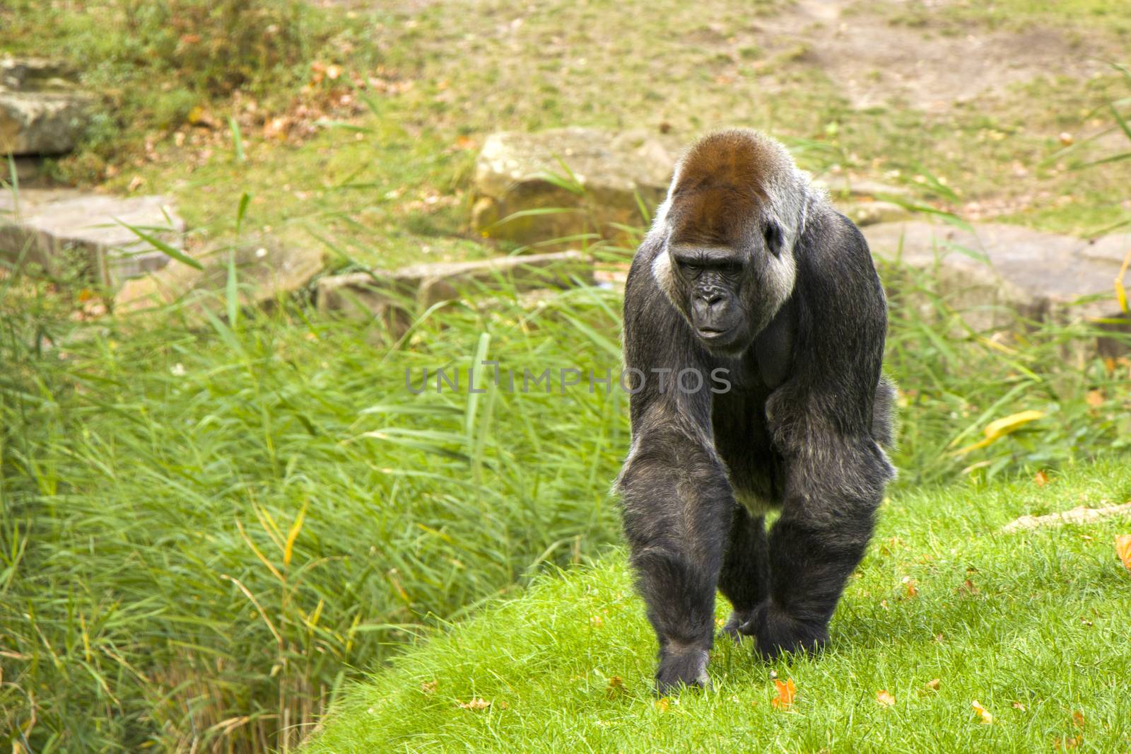 Gorilla in Berlin zoo, on the grass standing. Wildlife of animals. by Taidundua