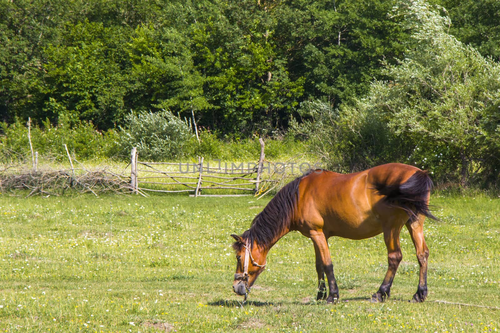 Horse in the valley and field by Taidundua