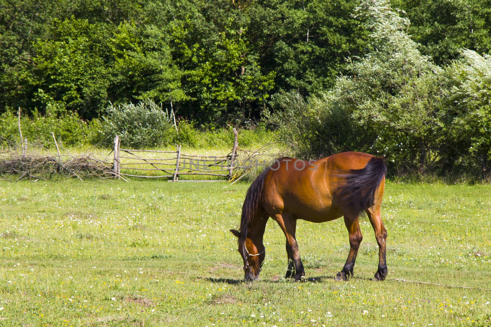 Horse in the valley and field by Taidundua