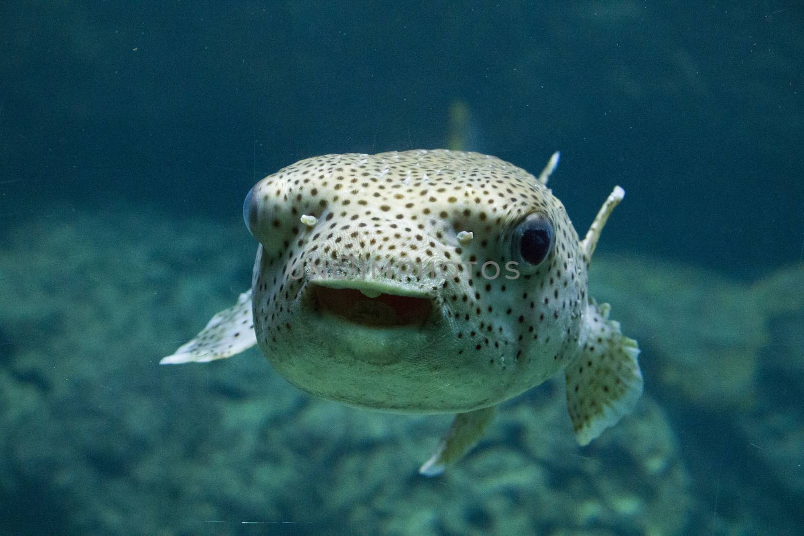 Egotistic fish in aquarium, close-up portrait of fish. Sea animal life.