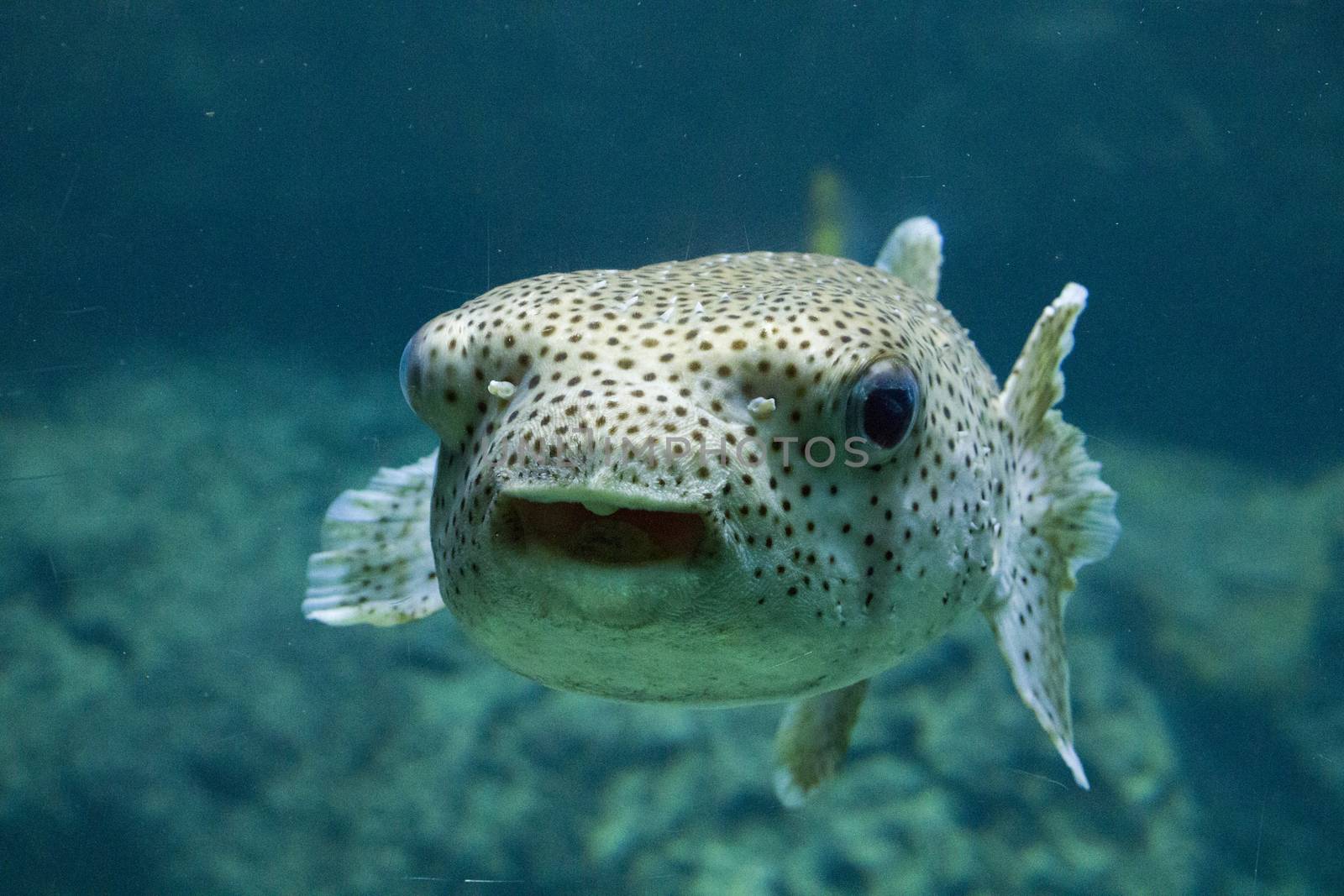 Egotistic fish in aquarium, close-up portrait of fish. by Taidundua