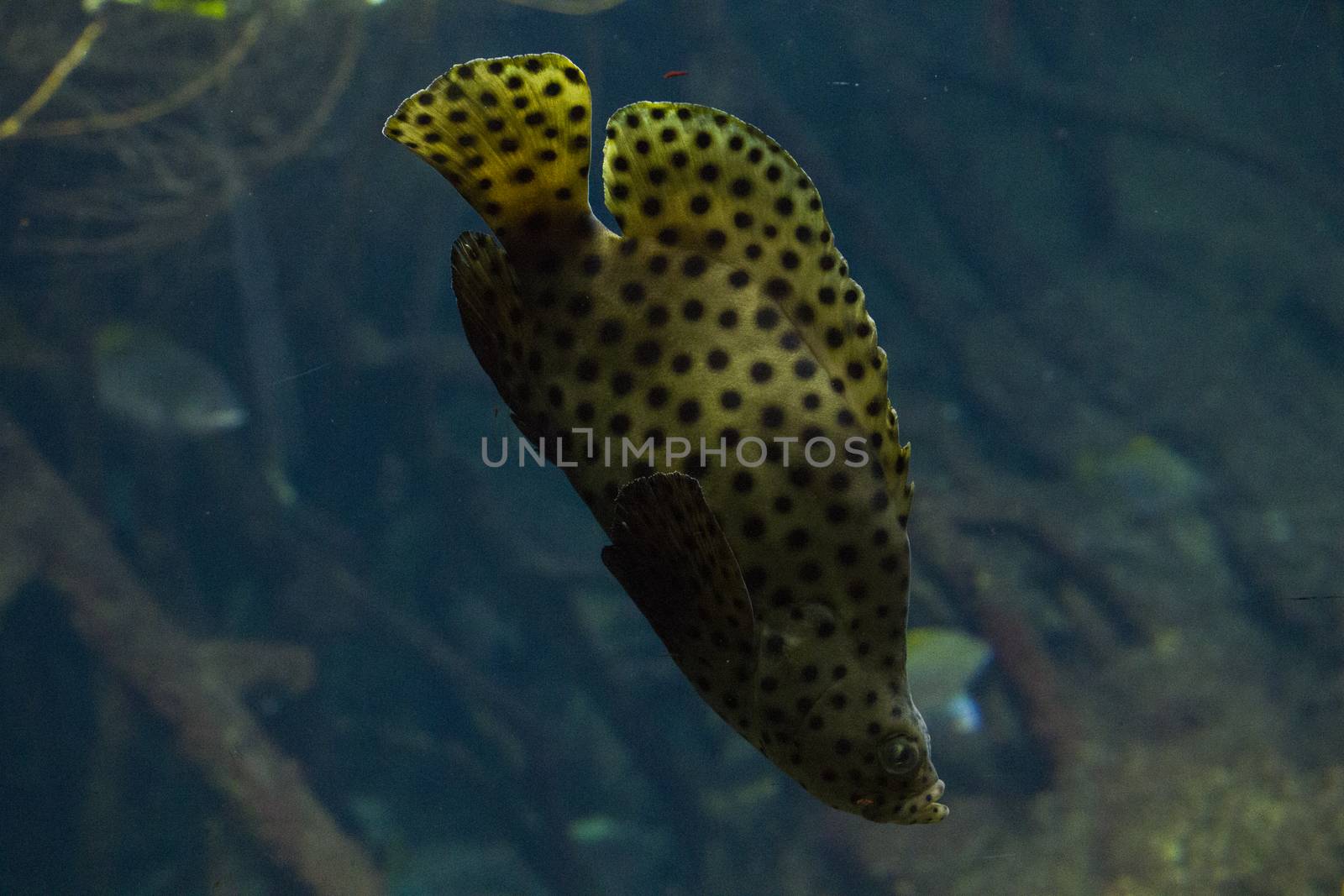 Egotistic fish in aquarium, close-up portrait of fish. Sea animal life.