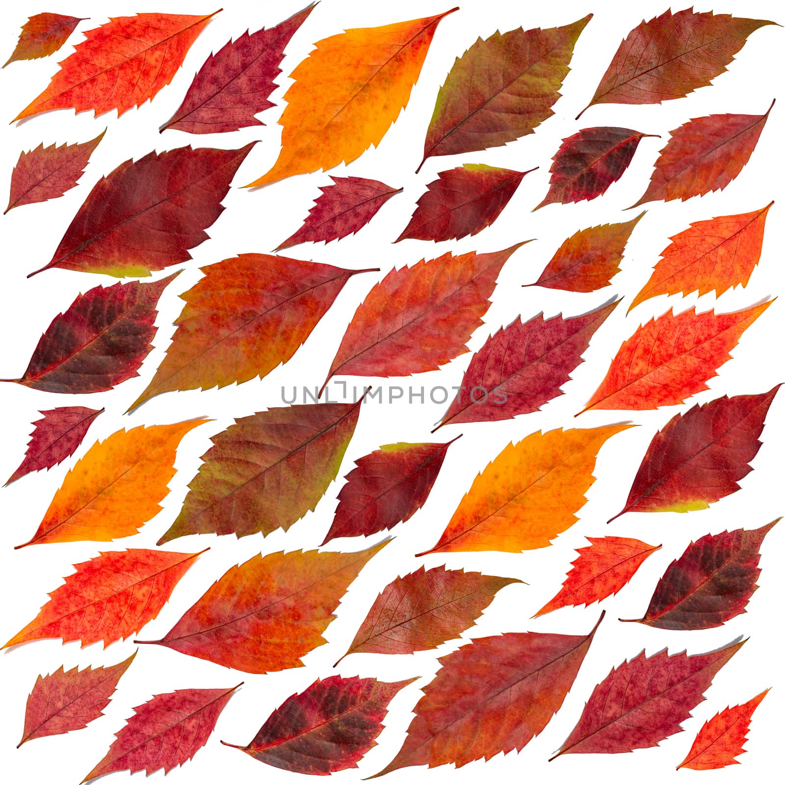 Photo of the sheet from above. Autumn leaves on a white background.