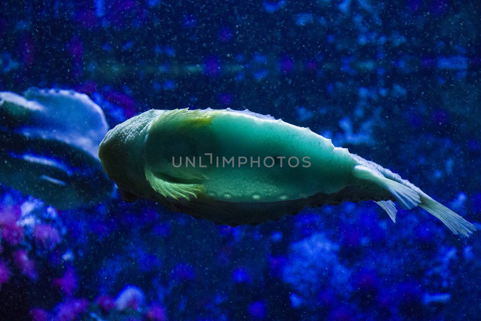 Egotistic fish in aquarium, close-up portrait of fish. by Taidundua