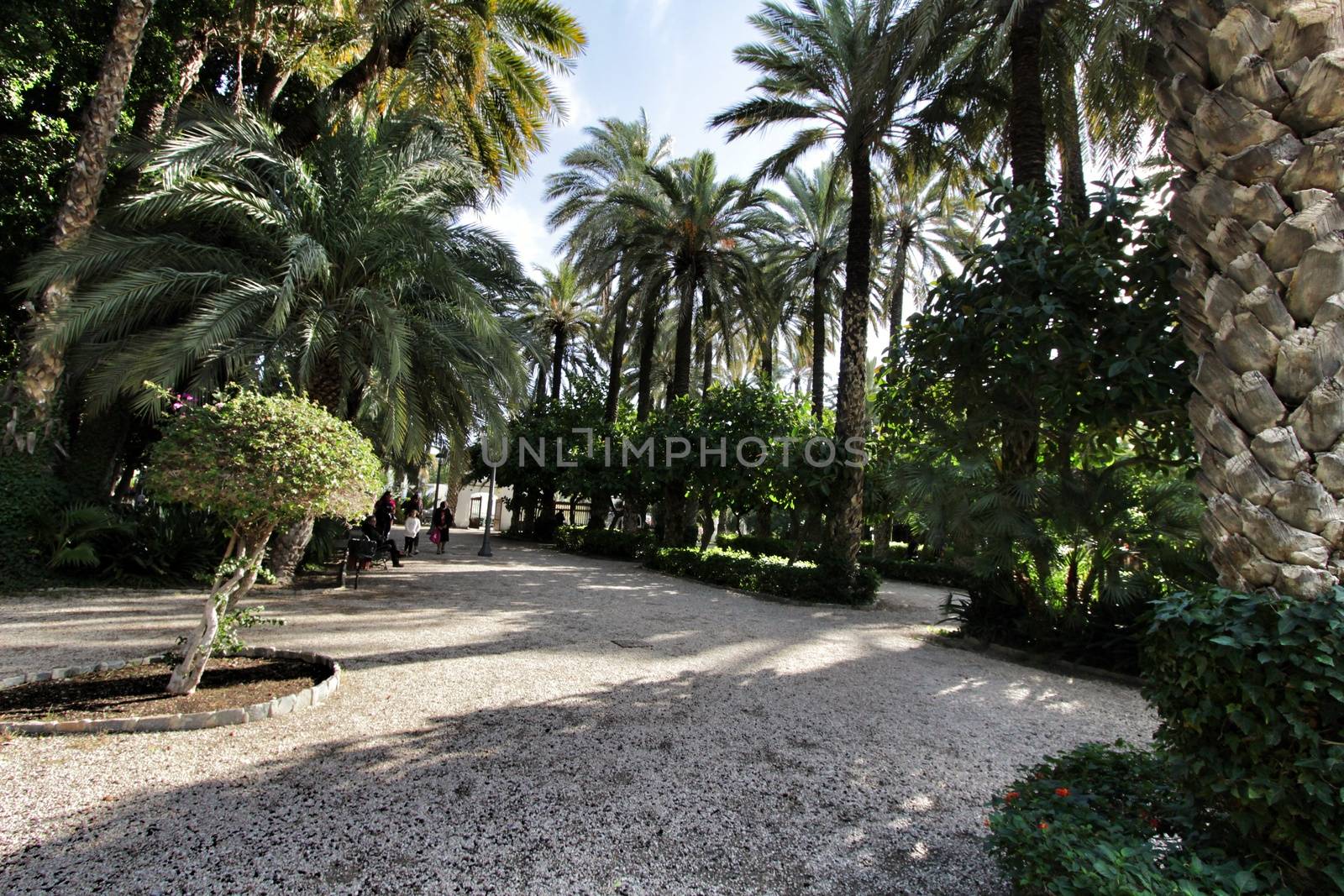 Elche, Spain- November 24, 2019: Beautiful and leafy municipal park in Elche between palm trees. Elche, Alicante, Spain.