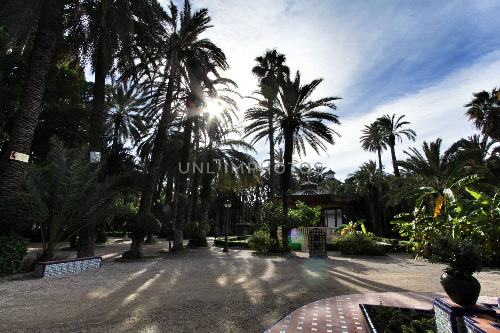 Elche, Spain- November 24, 2019: Beautiful and leafy municipal park in Elche between palm trees. Elche, Alicante, Spain.