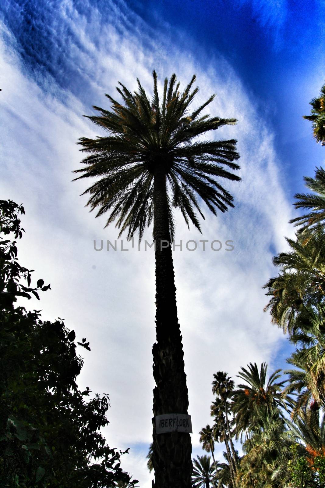 Elche, Spain- November 24, 2019: Beautiful and leafy municipal park in Elche between palm trees. Elche, Alicante, Spain.