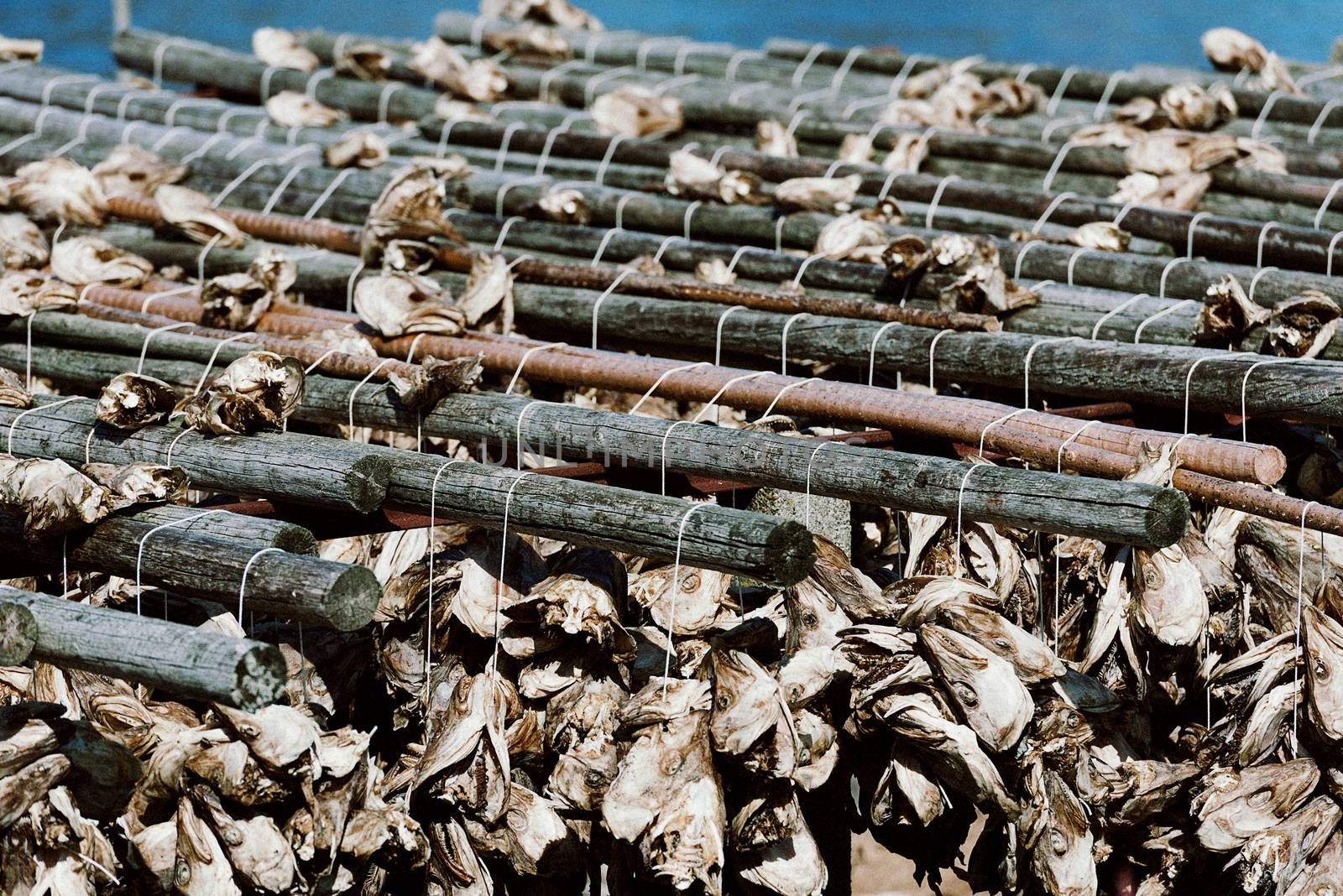 Cod fish dried by cold air and wind on wooden racks on the foreshore in Lofoten islands. The drying of food is the world's oldest known preservation method used since Viking era. Norwegian tradition.