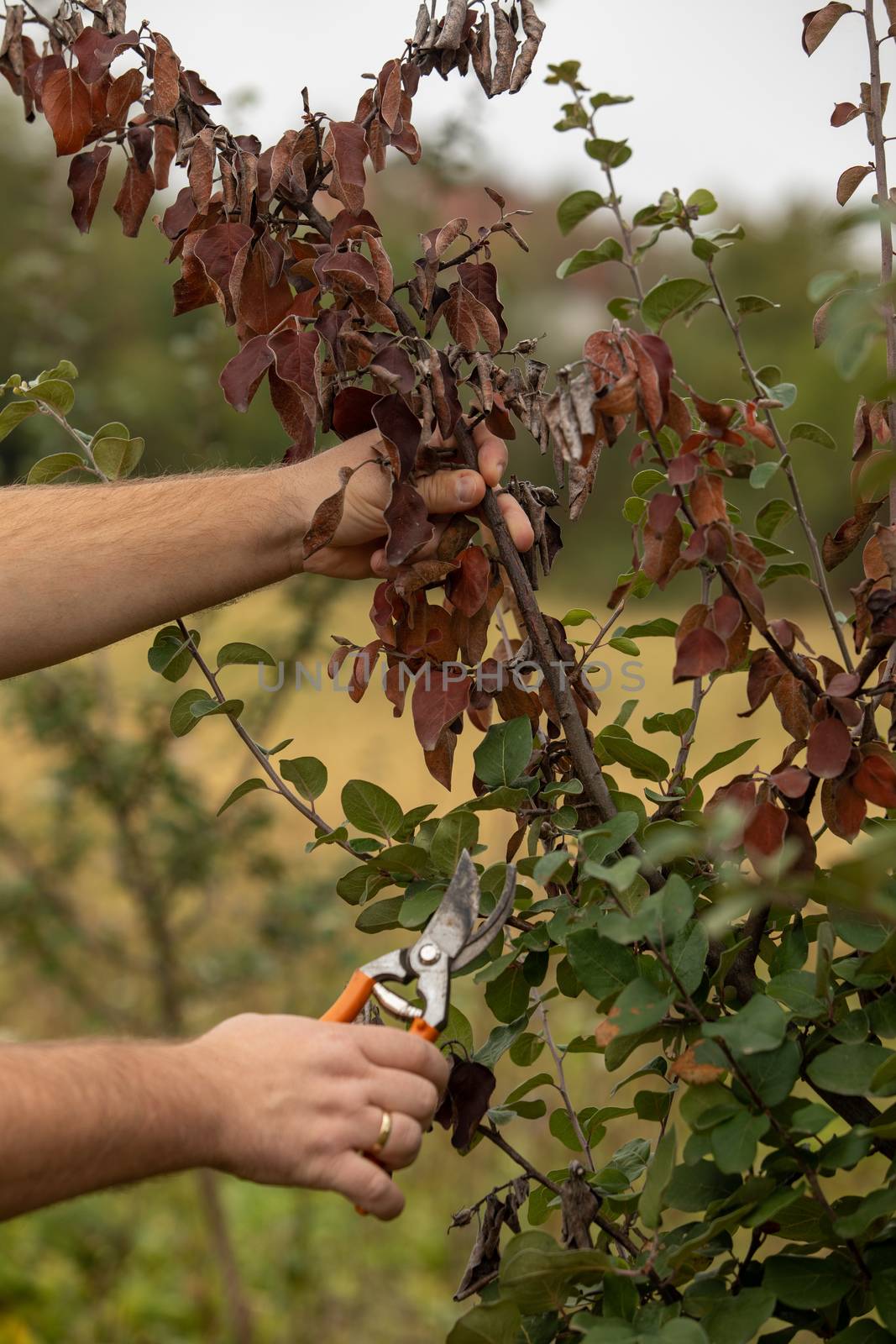 Man cut brunch infected with Fire blight, fireblight , quince apple and pear disease caused by bacteria Erwinia amylovora