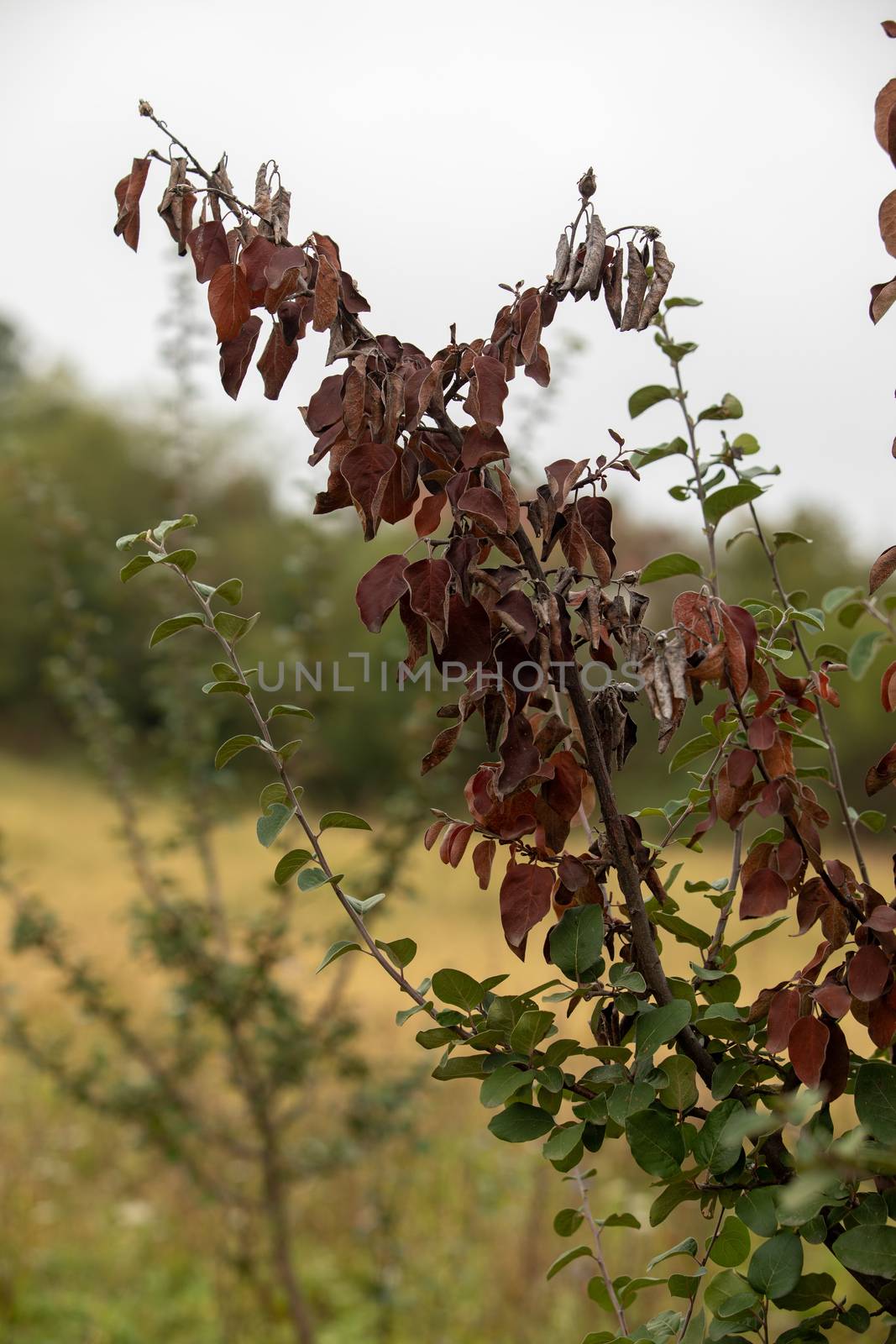 Fire blight, fireblight , quince apple and pear disease caused by bacteria Erwinia amylovora