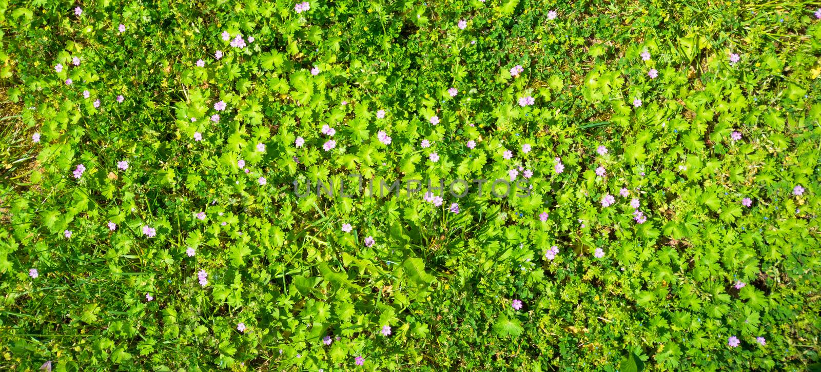 Texture of green bushes with small pink and blue flowers