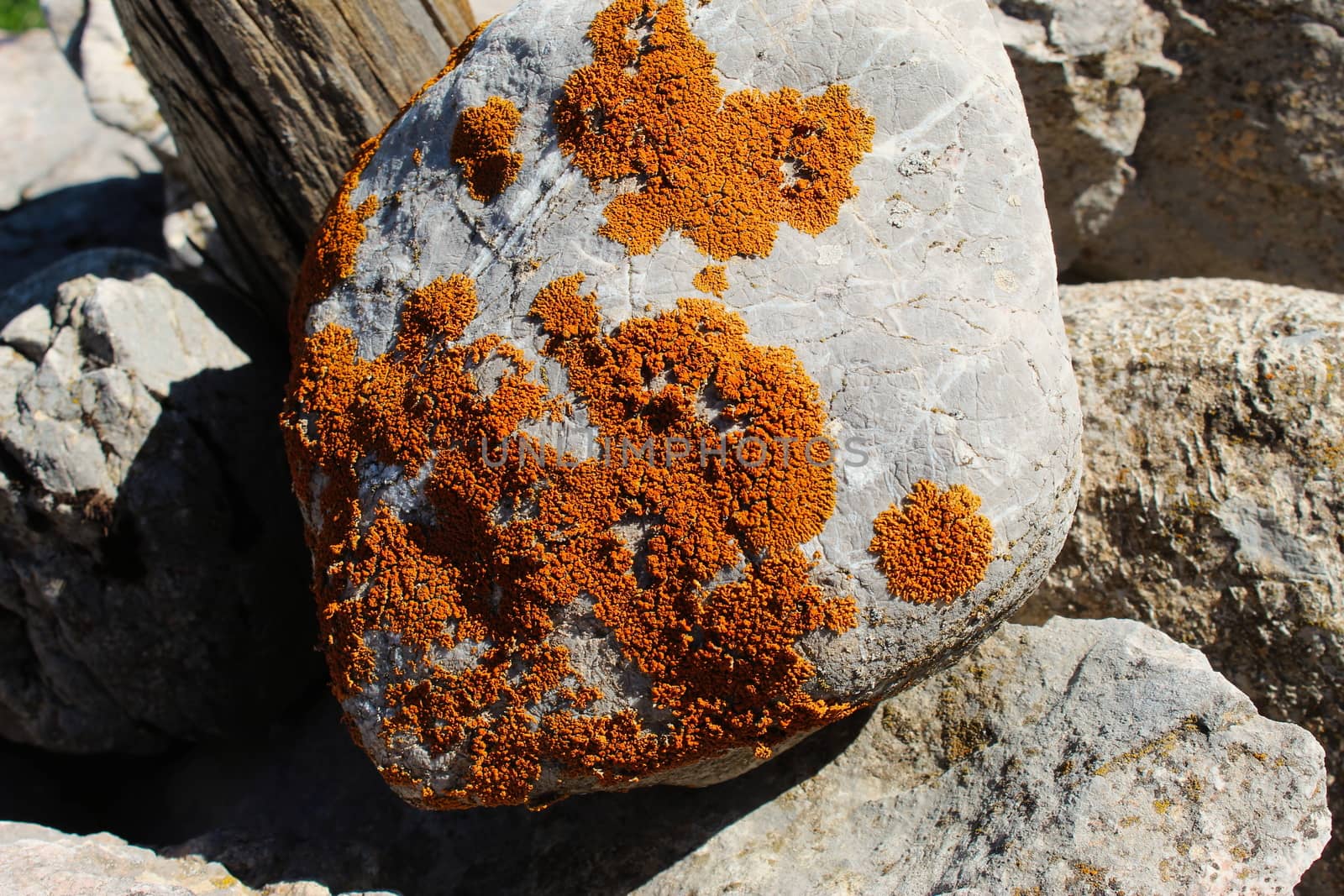 Orange spots (lichens) on a rock in the mountains. Mountain Bjelasnica, Bosnia and Herzegovina.