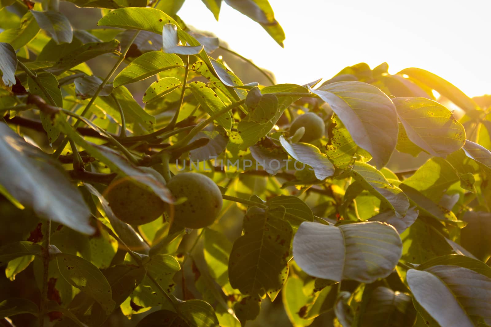 Walnut tree with walnuts and leaves with a yellow reflection of the sun. Zavidovici, Bosnia and Herzegovina.