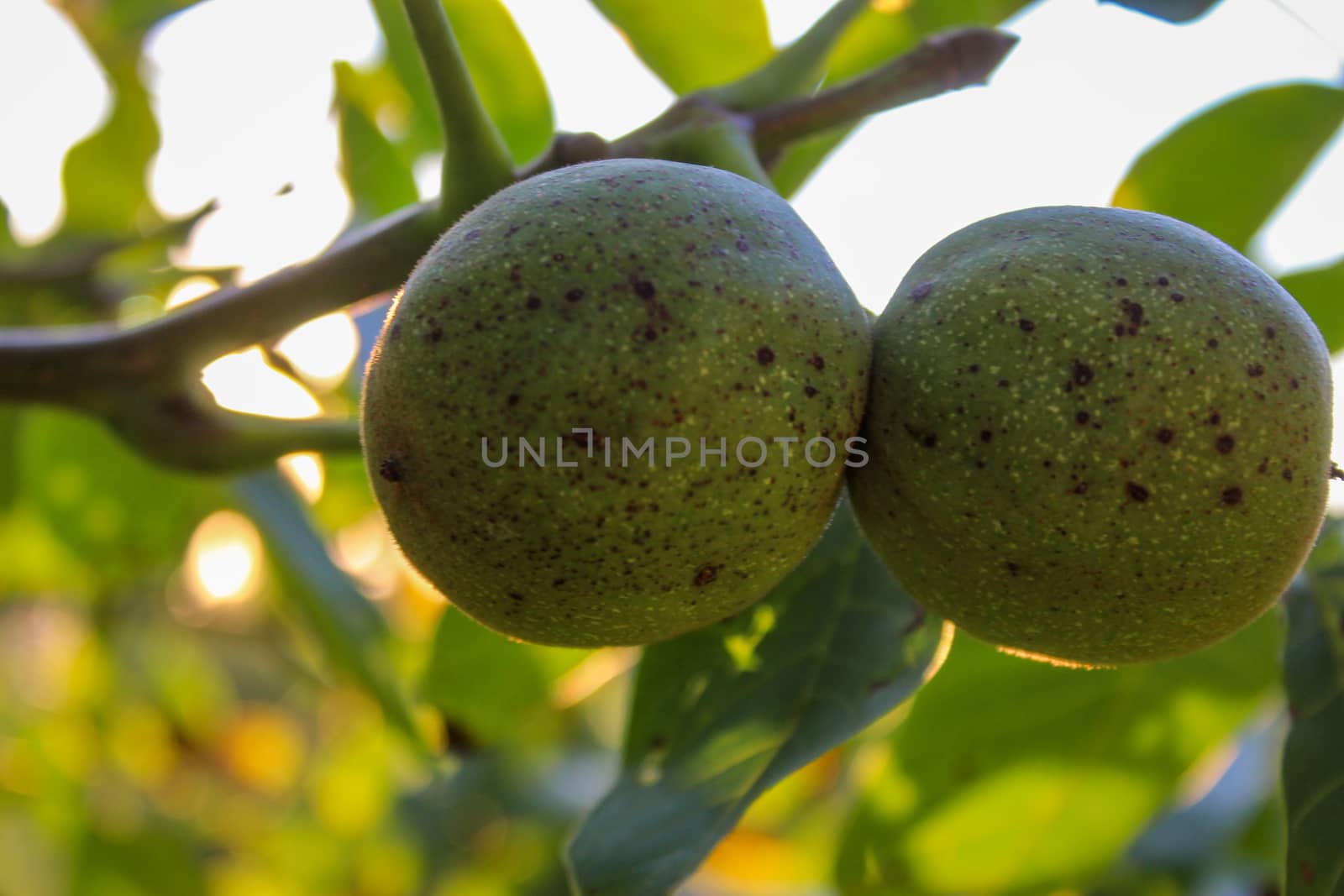 Two green walnuts in a green shell on a branch. Zavidovici, Bosnia and Herzegovina.