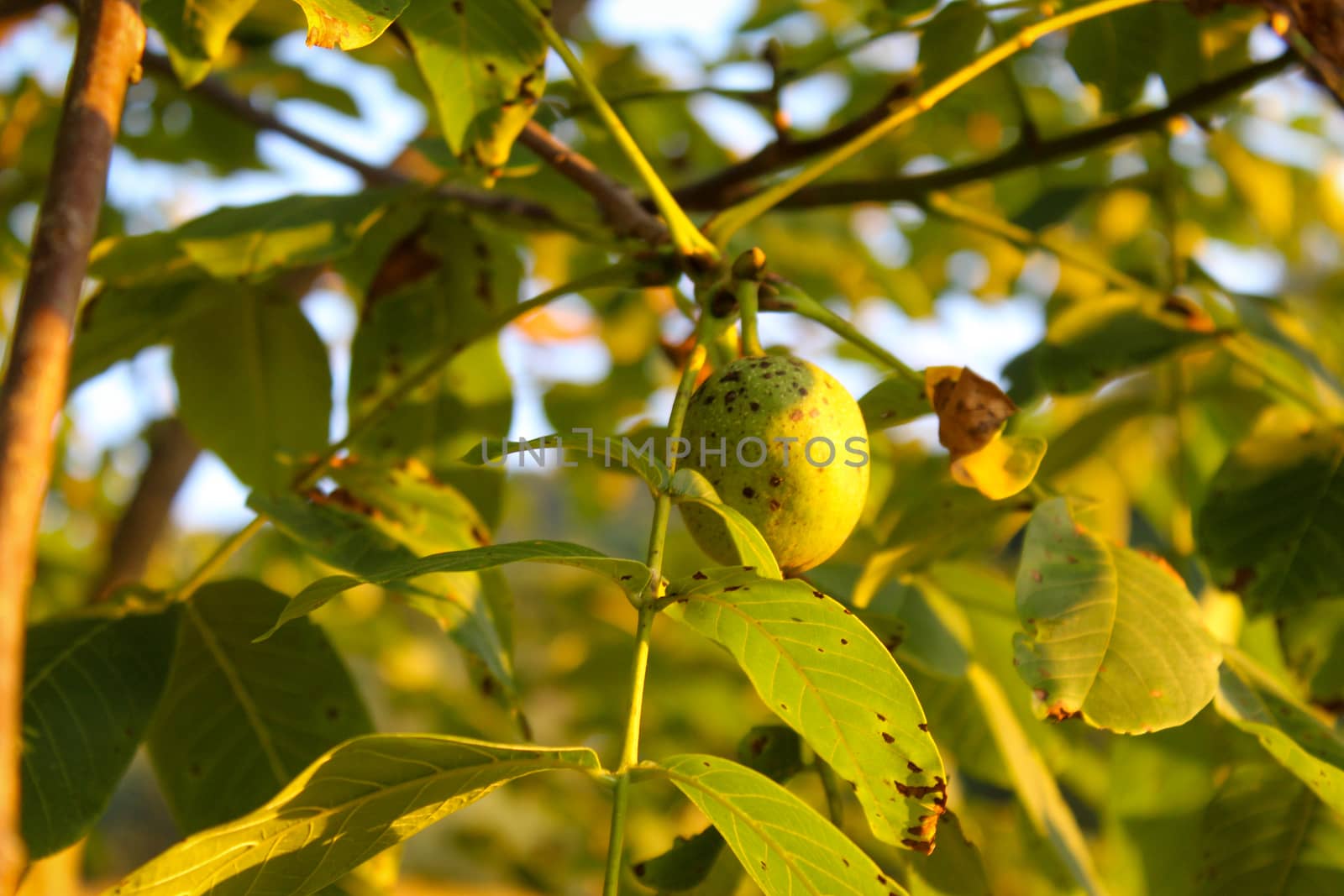 Green unripe walnut fruit on a branch. Walnut fruit on a branch with leaves in the background. Zavidovici, Bosnia and Herzegovina.