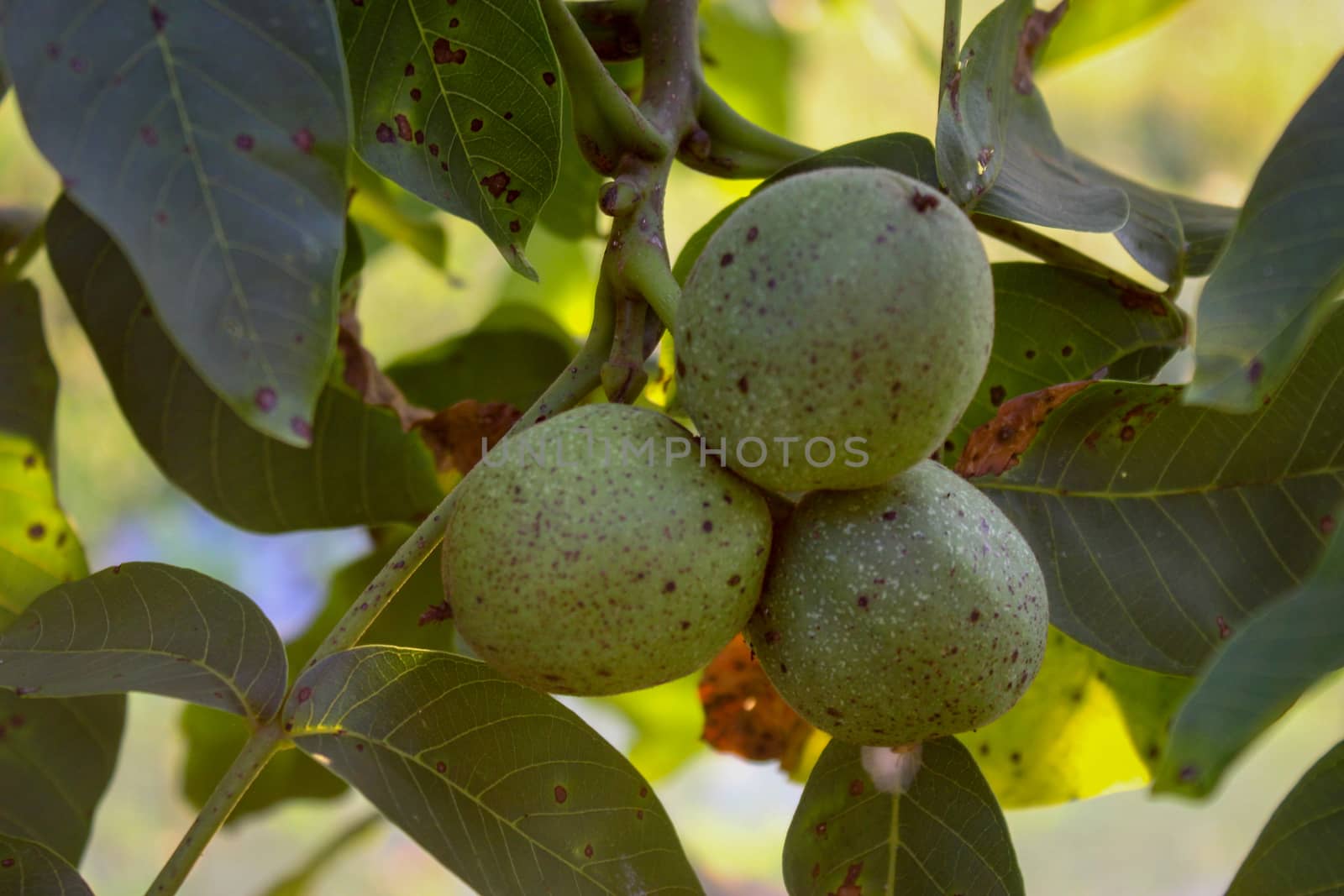 Three green walnuts in a green shell on a branch. by mahirrov
