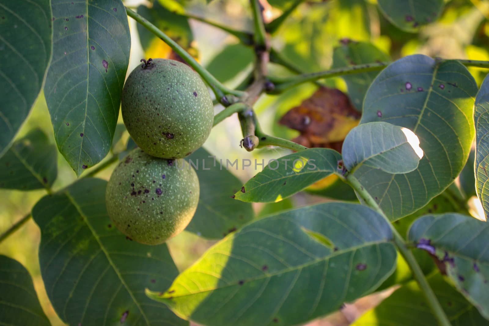 Green unripe walnuts on a branch. Two walnuts on a branch with a leaves in the background. Zavidovici, Bosnia and Herzegovina.