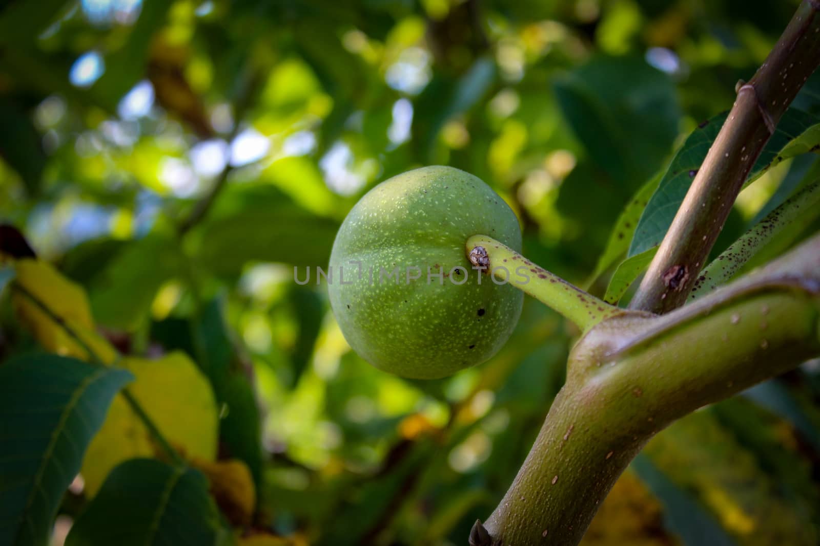 One green unripe walnut on a branch. Zavidovici, Bosnia and Herzegovina.