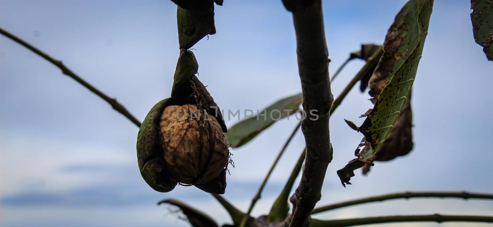 Banner of a ripe walnut on a branch that has almost come out of a green shell. Zavidovici, Bosnia and Herzegovina.