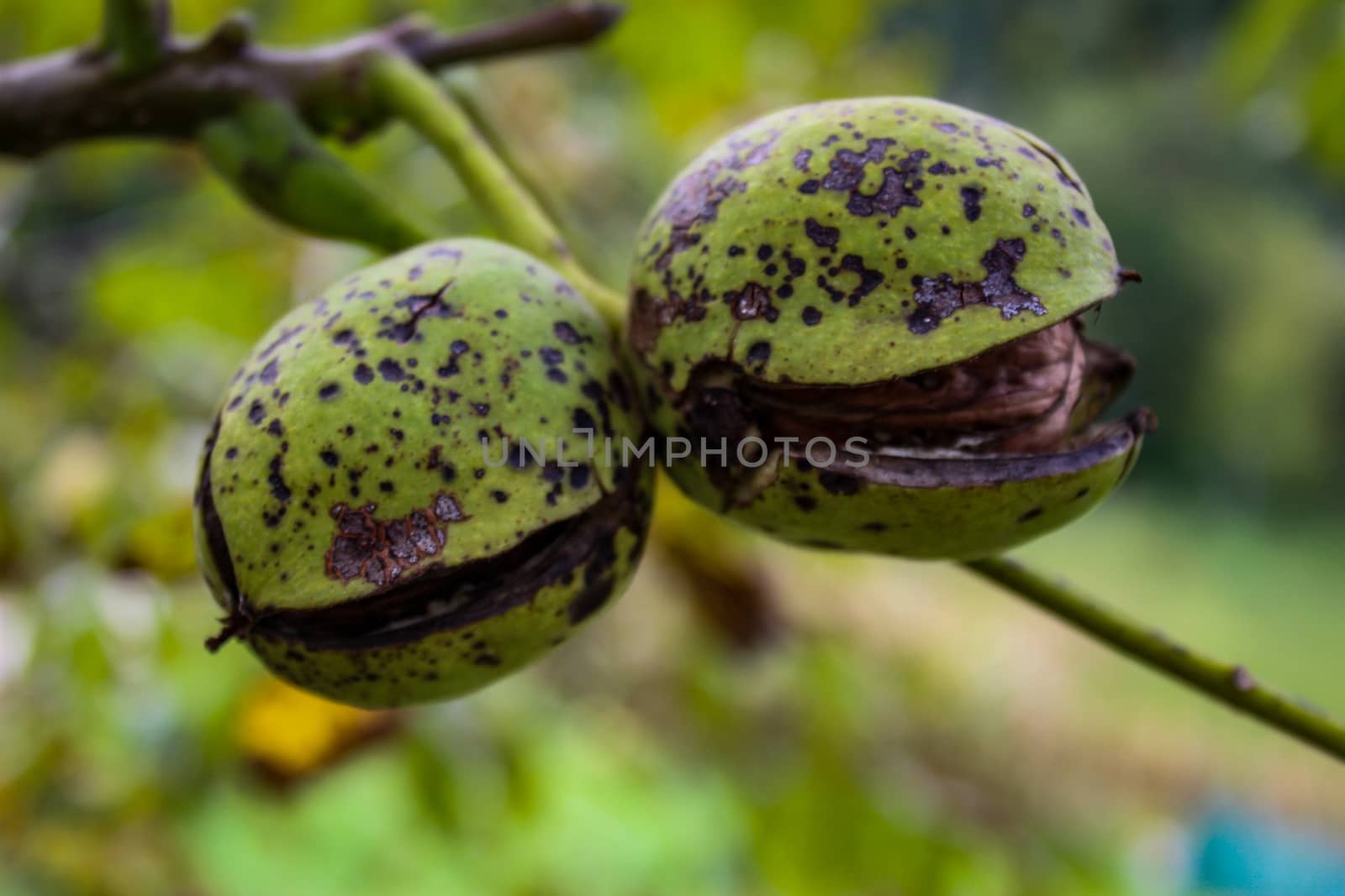 Two walnuts with cracked green shell. Two almost ripe walnuts on a branch with black spots. by mahirrov