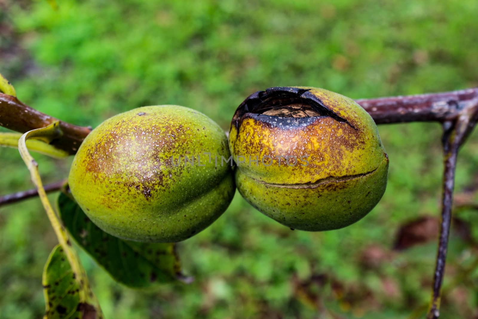 Two walnuts in green shells burned by the sun, one walnut cracked. by mahirrov