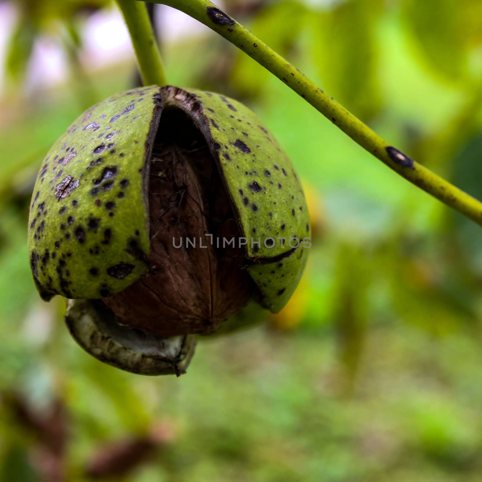 A cracked green shell from which a walnut can be seen. Zavidovici, Bosnia and Herzegovina.