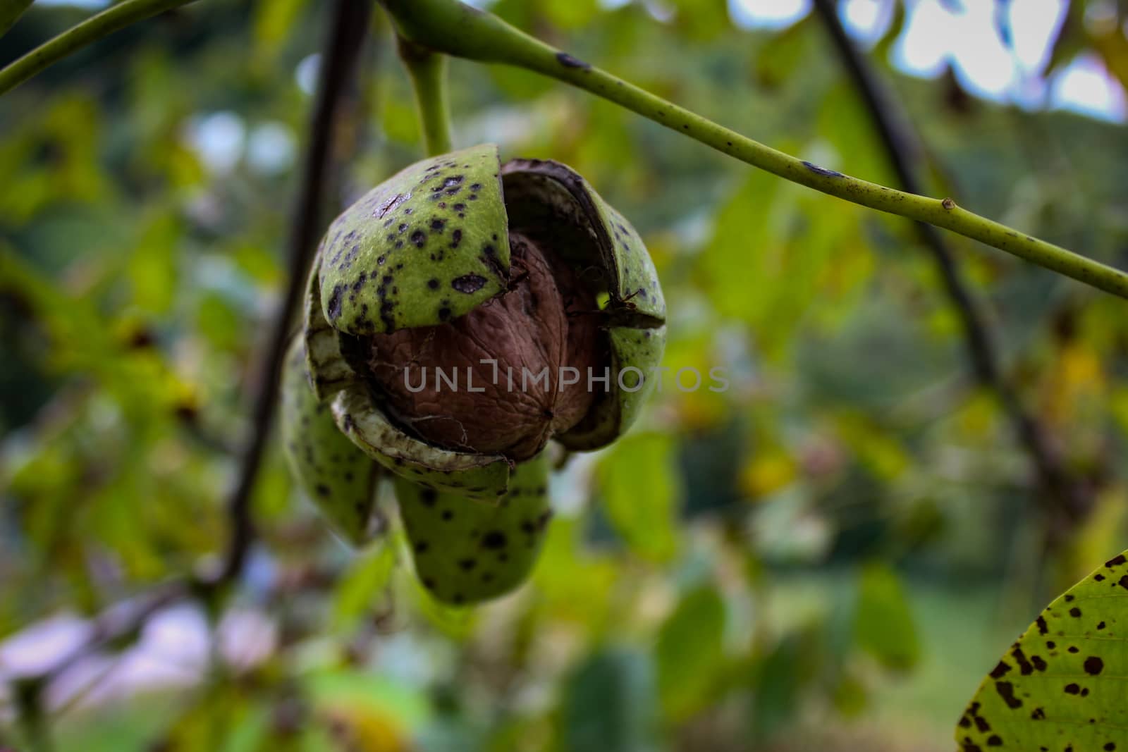 The walnut in the shell almost fell out. by mahirrov