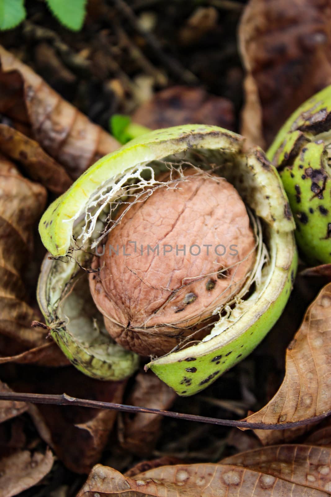 A ripe walnut inside the green shell fell to the floor among the dried leaves. Zavidovici, Bosnia and Herzegovina.