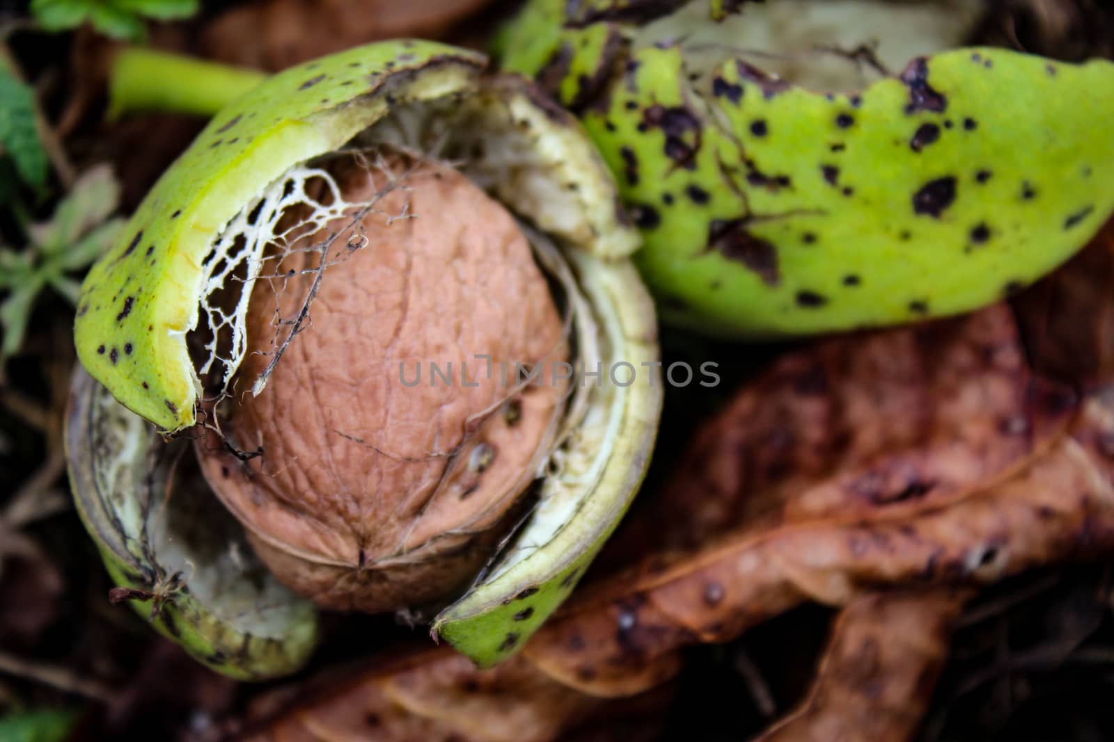 A ripe walnut with an open shell fell to the ground among the dried leaves. Zavidovici, Bosnia and Herzegovina.