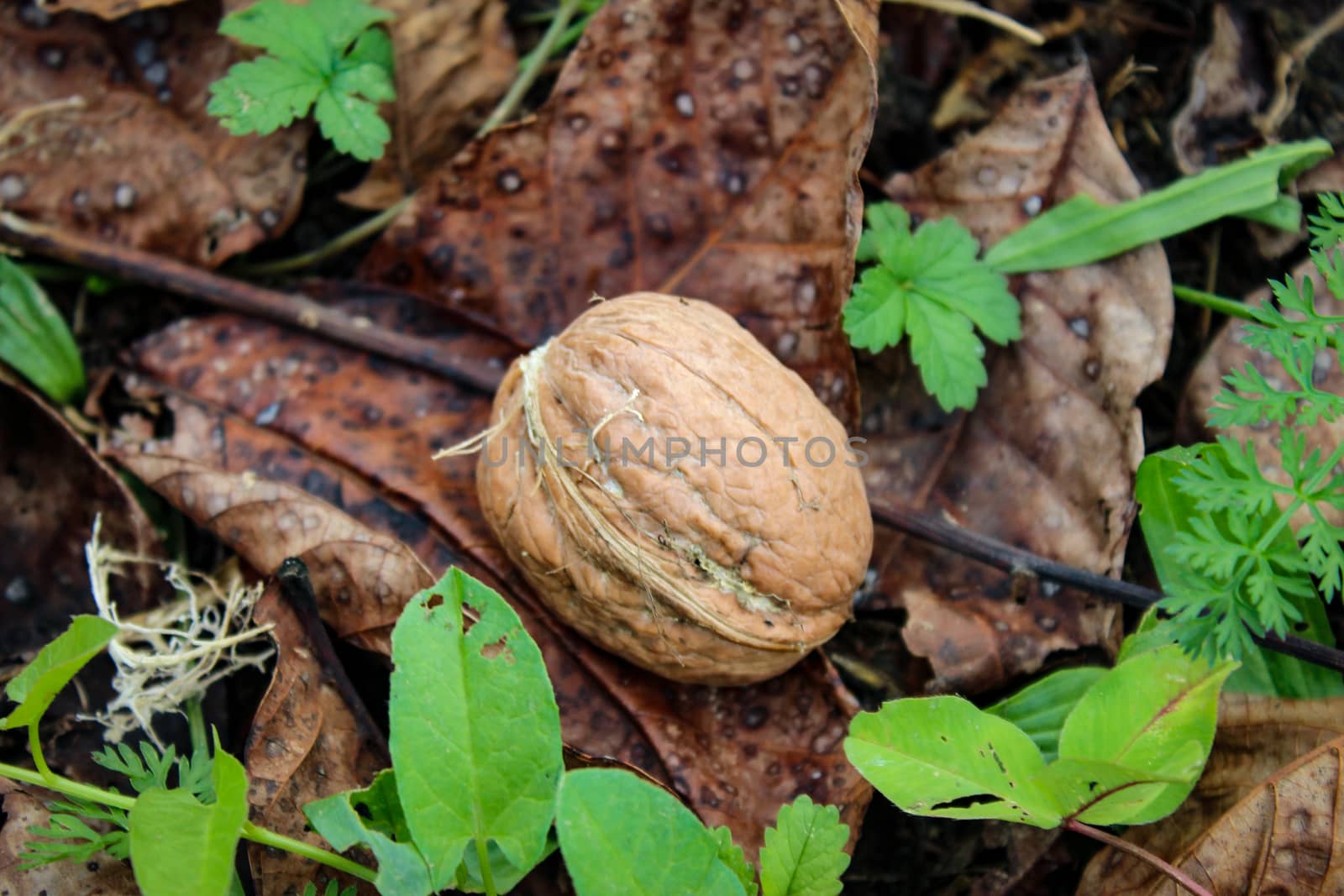Close up of a ripe walnut fell to the ground among the dried leaves. by mahirrov