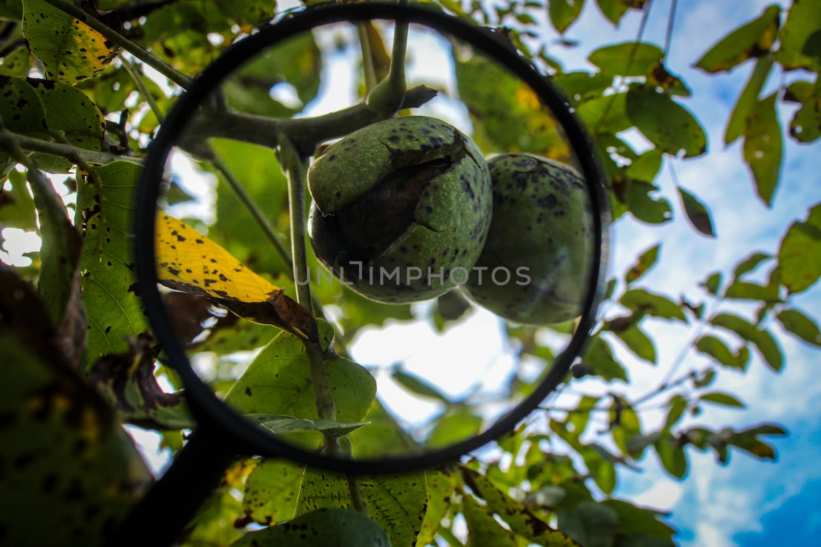 Close up of a ripe walnut inside a cracked green shell on a branch. Walnut fruit enlarged with a magnifying glass. Zavidovici, Bosnia and Herzegovina.