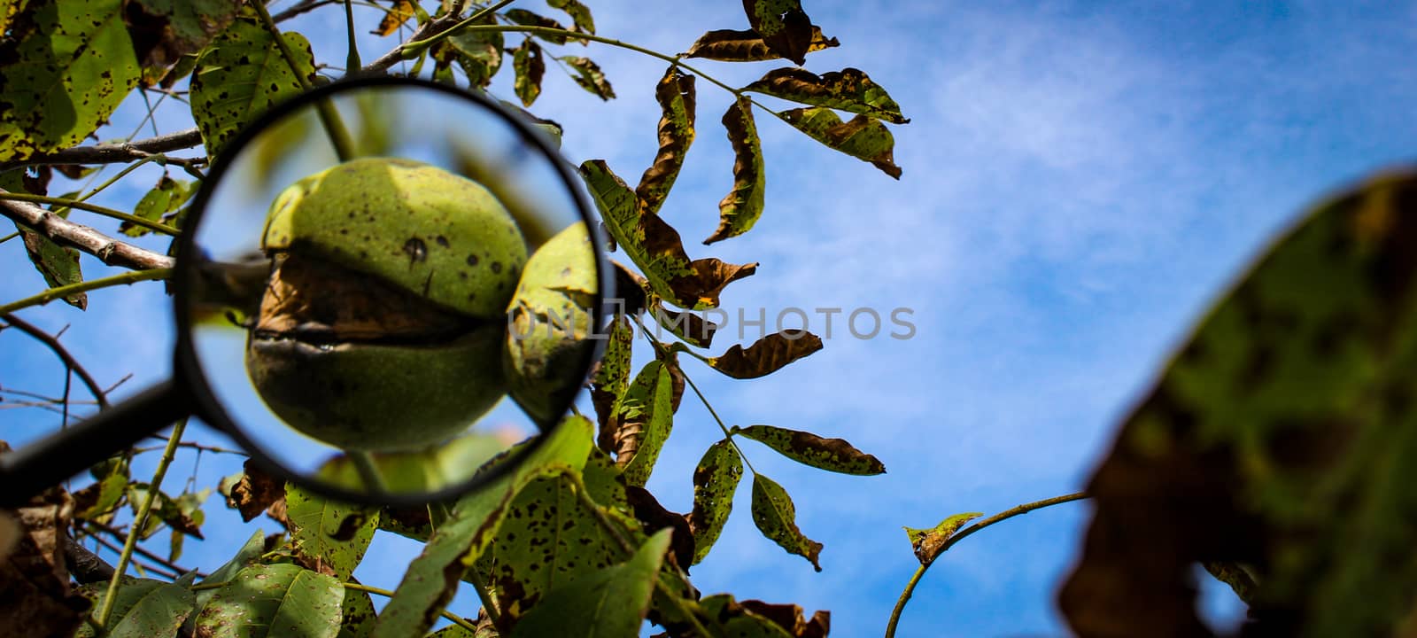 Walnut fruit banner magnified with a magnifying glass. Ripe walnut inside a cracked green shell on a branch with the sky in the background. Banner. by mahirrov