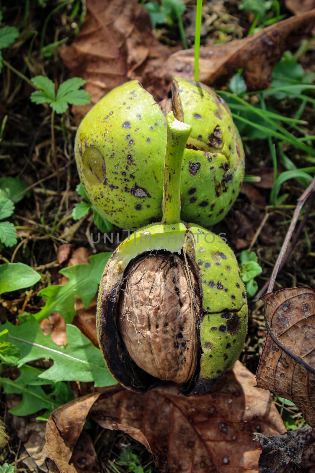 Two walnuts inside a cracked green walnut shell on the ground. Vertical shot. Zavidovici, Bosnia and Herzegovina.