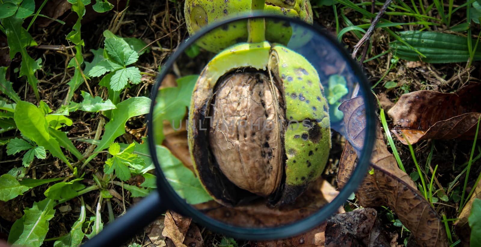 The banner of the walnut fruit inside the cracked green shell of the walnut on the ground are magnified through a magnifying glass. Two walnuts magnified with a magnifying glass. by mahirrov