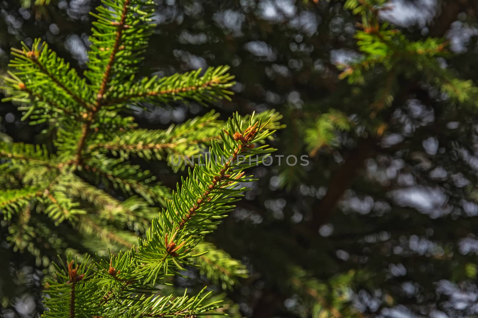 Young green needles spruce branches by Grommik